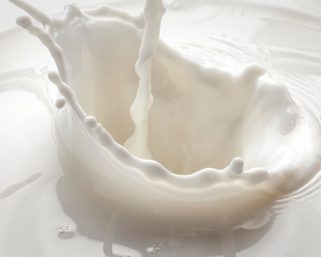 Los peligros de beber leche de vaca