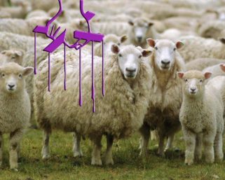 ¿Porqué la gente se comporta como un rebaño? – El Experimento Solomon Asch